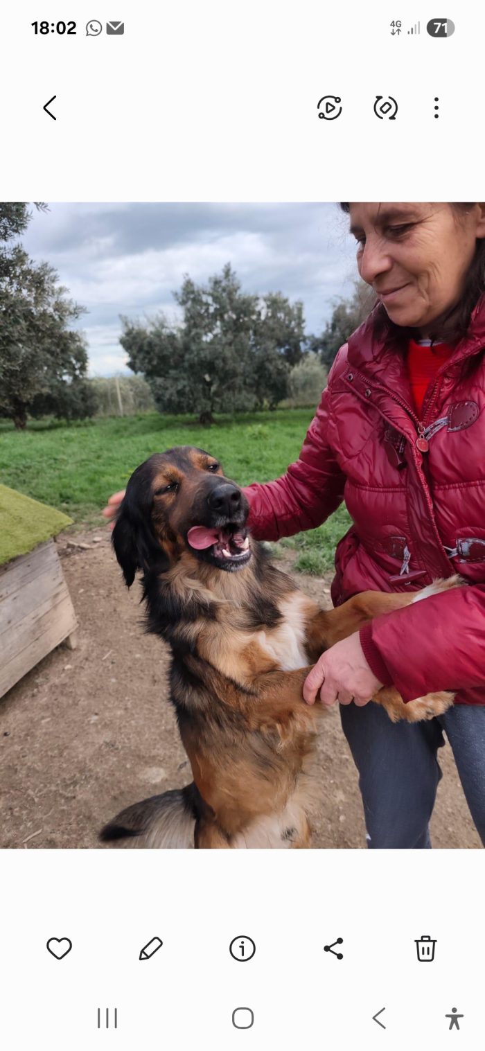 Aron 2anni e 1/2 ( mamma Setter) in canile da troppo! COSENZA - media 7