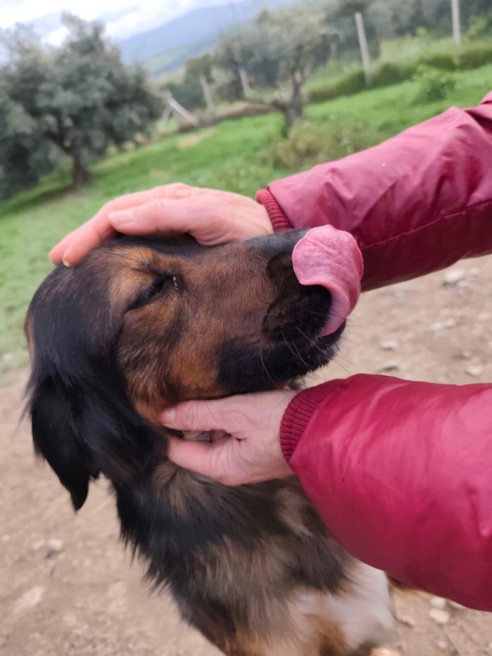 Aron 2anni e 1/2 ( mamma Setter) in canile da troppo! COSENZA - media 9