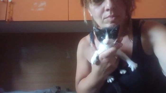 FELIX, adorabile micino in adozione