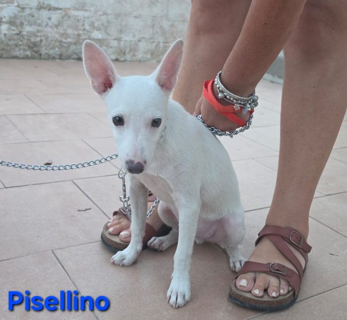 Cucciolo taglia piccola - media 6