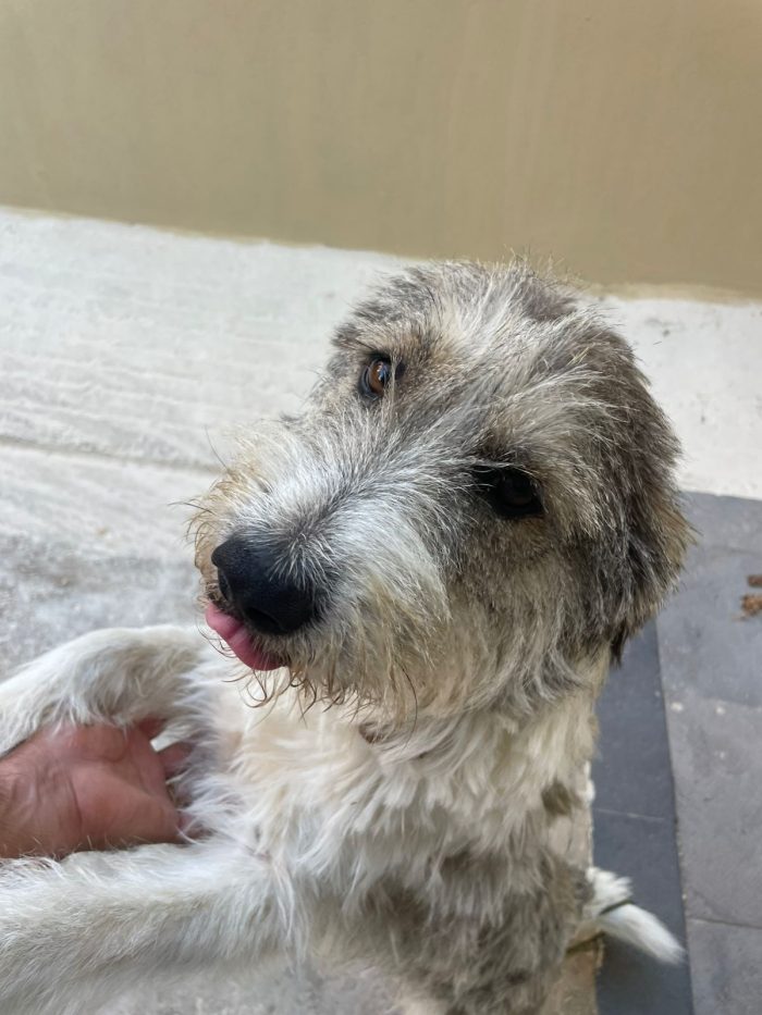 Blue, splendida ed equilibrata simil Terrier