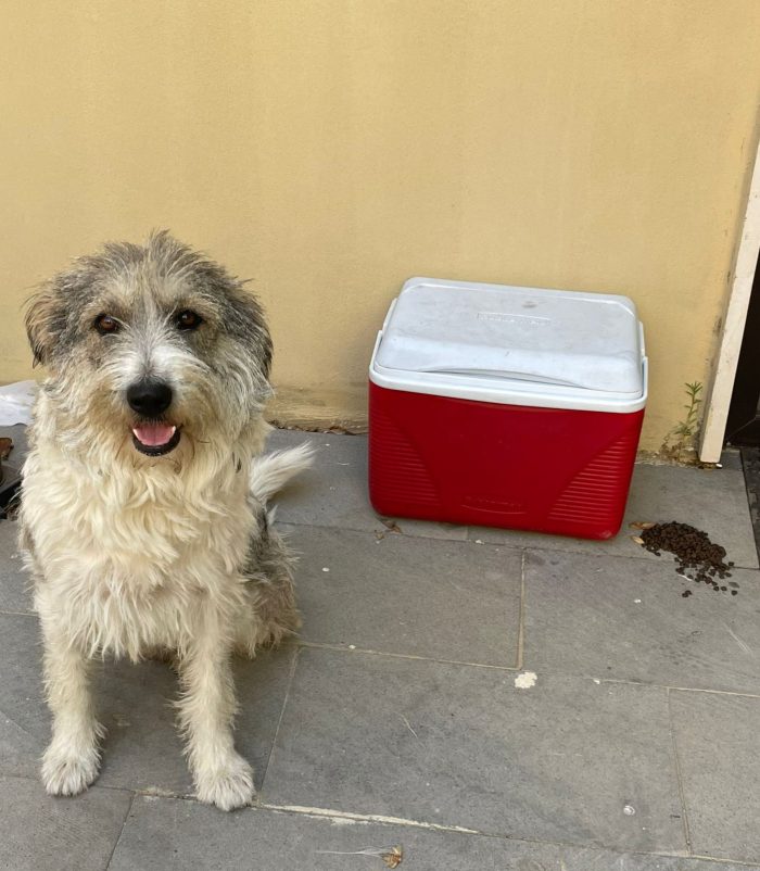 Blue, splendida ed equilibrata simil Terrier