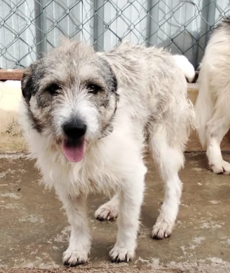 Blue, splendida ed equilibrata simil Terrier - media 5