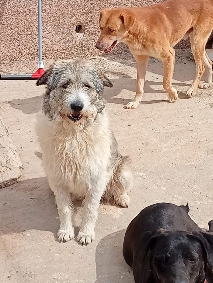 Blue, splendida ed equilibrata simil Terrier