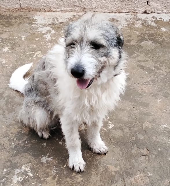 Blue, splendida ed equilibrata simil Terrier - media 6