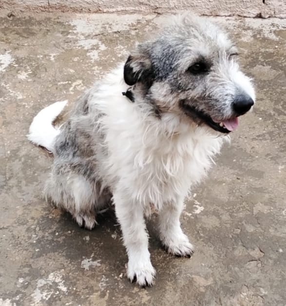 Blue, splendida ed equilibrata simil Terrier - media 7