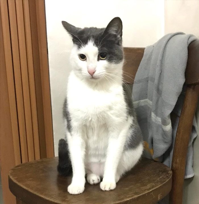 Piuma, micia molto dolce e sofficissima
