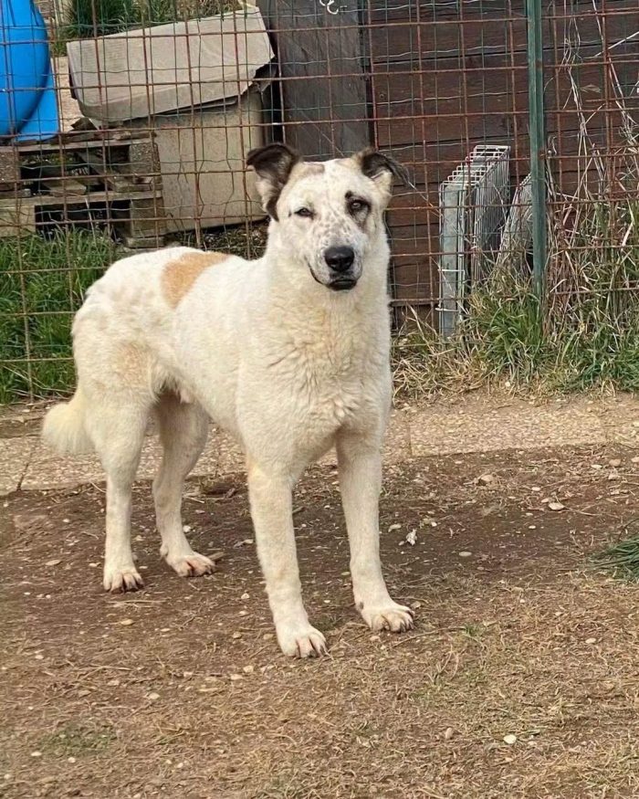 PEPPE un cucciolone che non conosce il mondo - media 8