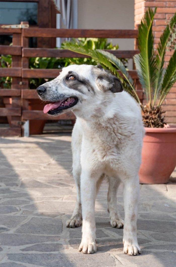 PEPPE un cucciolone che non conosce il mondo - media 9