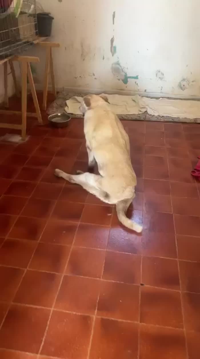 Nini'10anni investita e lasciata lì, ora in canile ADOZIONE DEL SUPER CUORE!!