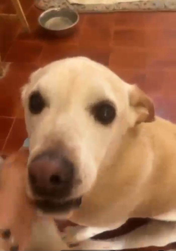 Nini'10anni investita e lasciata lì, ora in canile ADOZIONE DEL SUPER CUORE!!