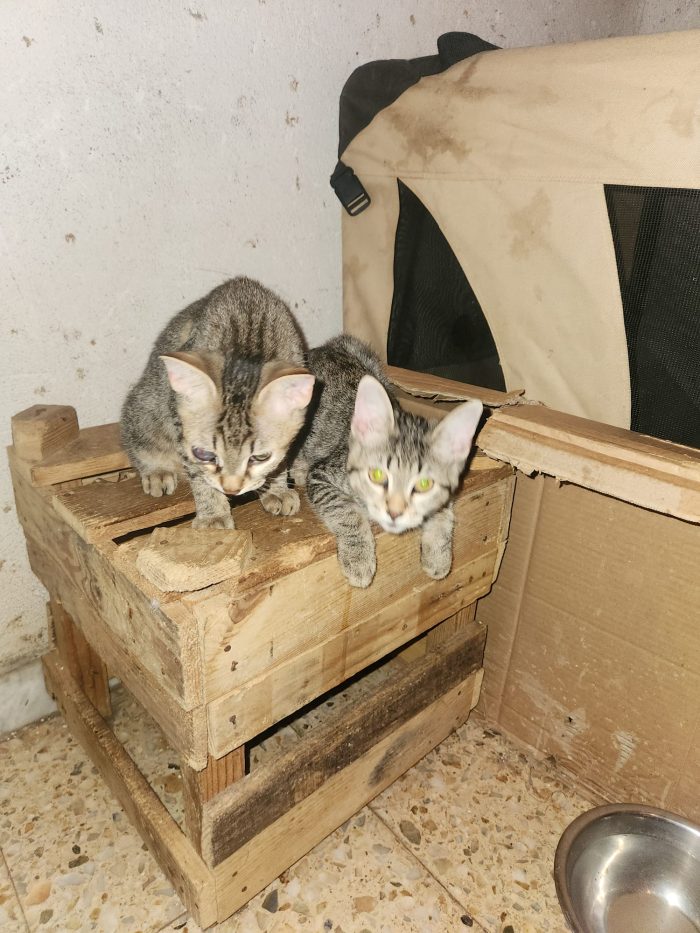 Tre micini tigrati quasi 3mesi vivono in 1stanza COSENZA