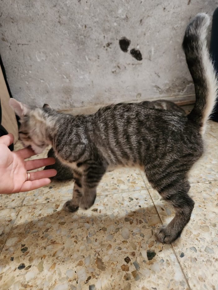 Tre micini tigrati quasi 3mesi vivono in 1stanza COSENZA