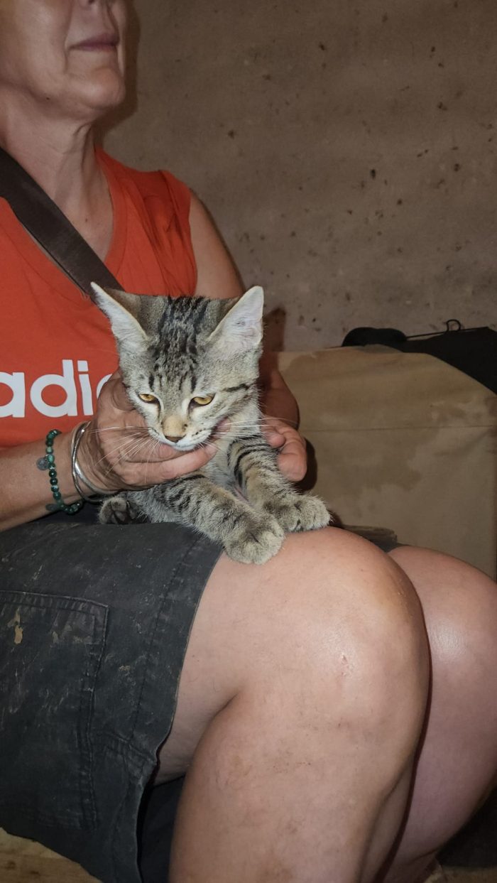 Tre micini tigrati quasi 3mesi vivono in 1stanza COSENZA - media 6
