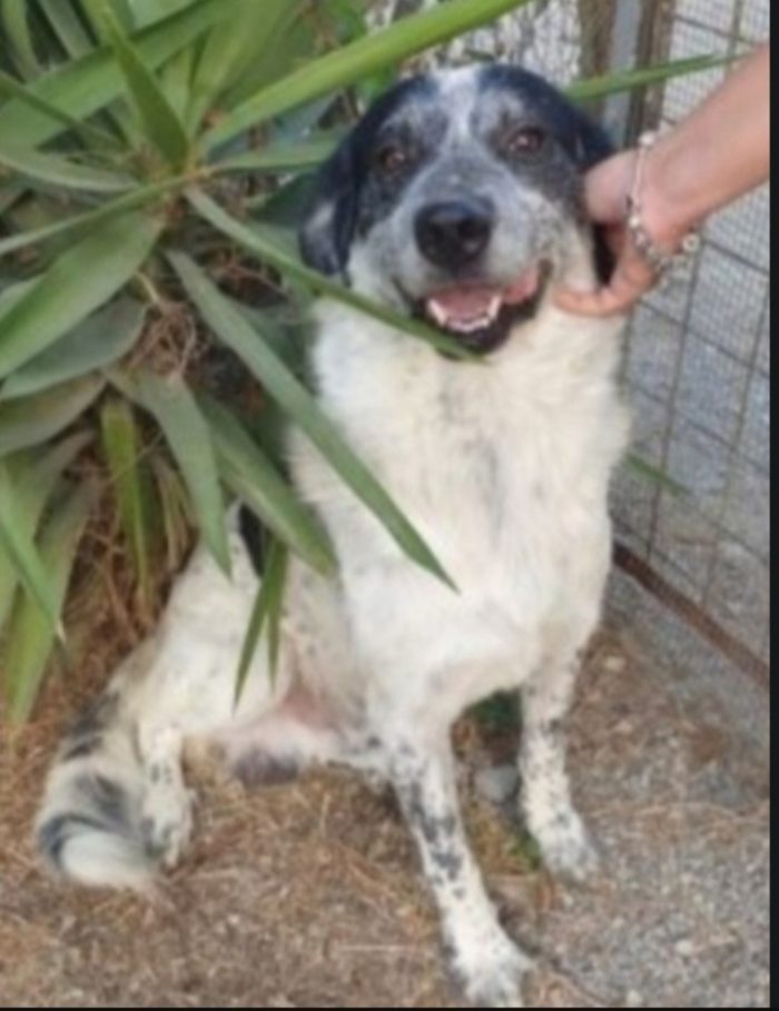 Barù 6anni salvato cucciolo con la mamma(adottata anni fa) lui rimasto in canile.CALABRIA