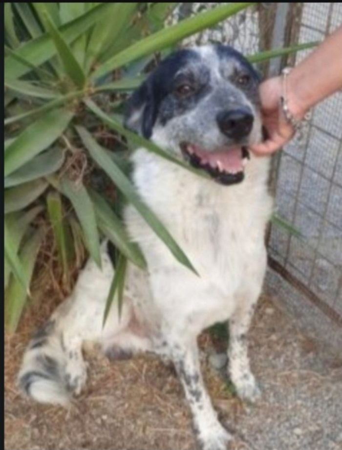 Barù 6anni salvato cucciolo con la mamma(adottata anni fa) lui rimasto in canile.CALABRIA