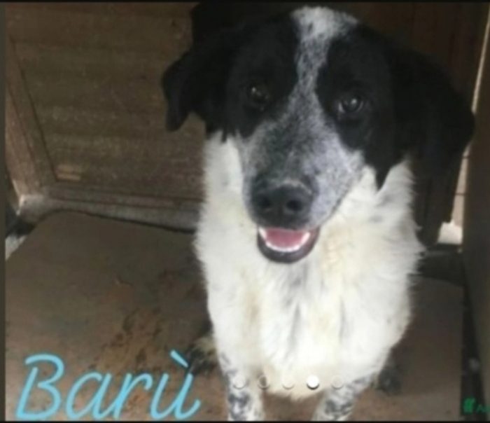 Barù 6anni salvato cucciolo con la mamma(adottata anni fa) lui rimasto in canile.CALABRIA