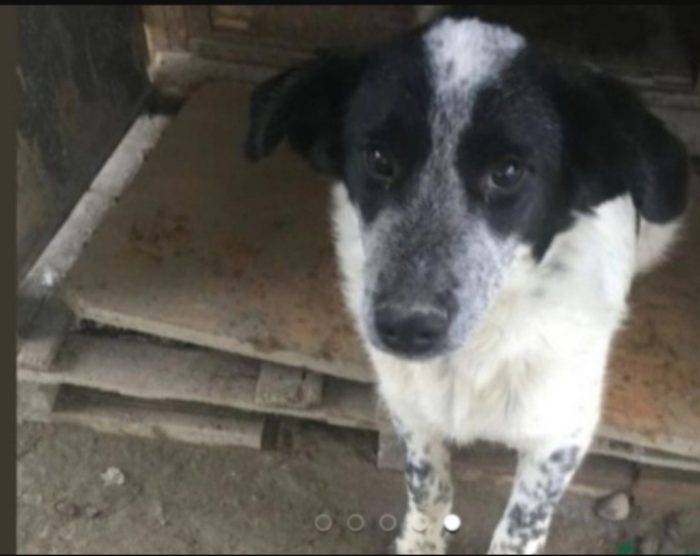 Barù 6anni salvato cucciolo con la mamma(adottata anni fa) lui rimasto in canile.CALABRIA - media 4
