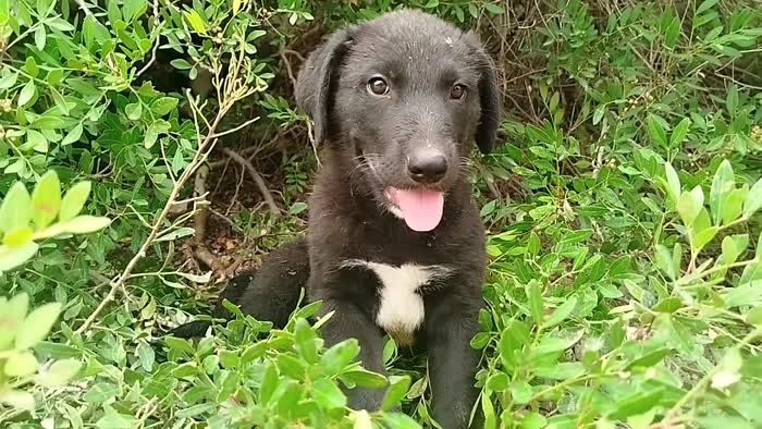 Orso,mix maremmano