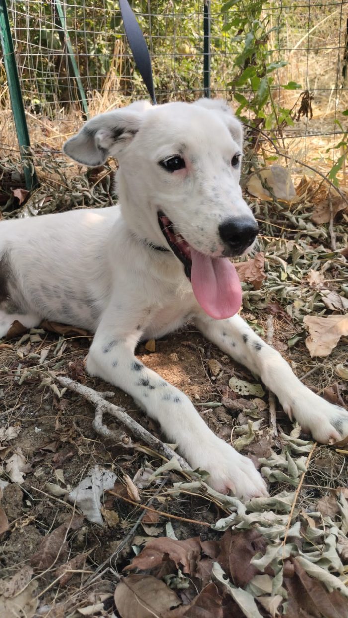 🤍YOSHI, SPLENDIDO DOLCE CUCCIOLO, CERCA ADOZIONE 🏠