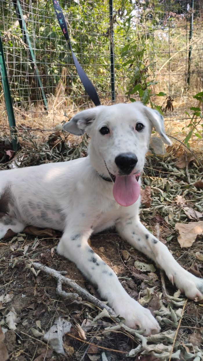 🤍YOSHI, SPLENDIDO DOLCE CUCCIOLO, CERCA ADOZIONE 🏠 - media 4