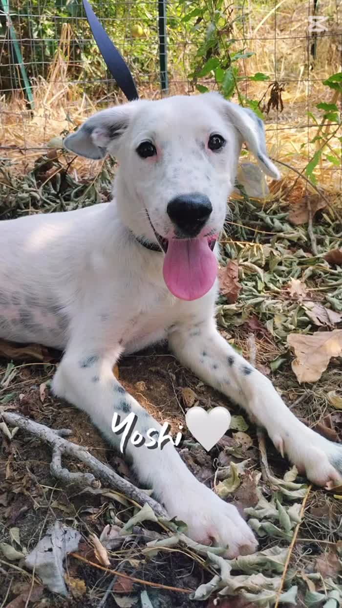 🤍YOSHI, SPLENDIDO DOLCE CUCCIOLO, CERCA ADOZIONE 🏠 - media 5
