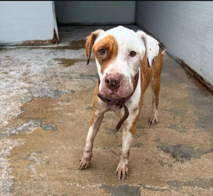 Pitbull femmina 4anni si ferisce in box x lo stress!! HELP BRINDISI