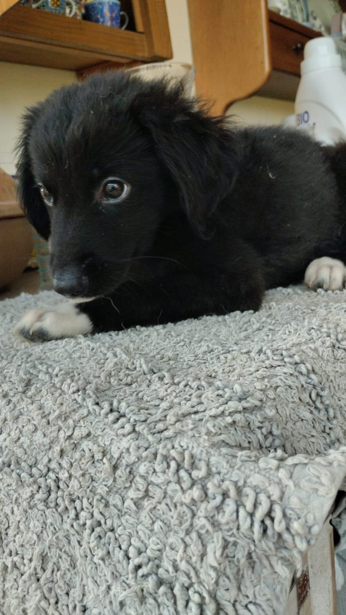 Dior splendida dolce cucciolina cerca casa