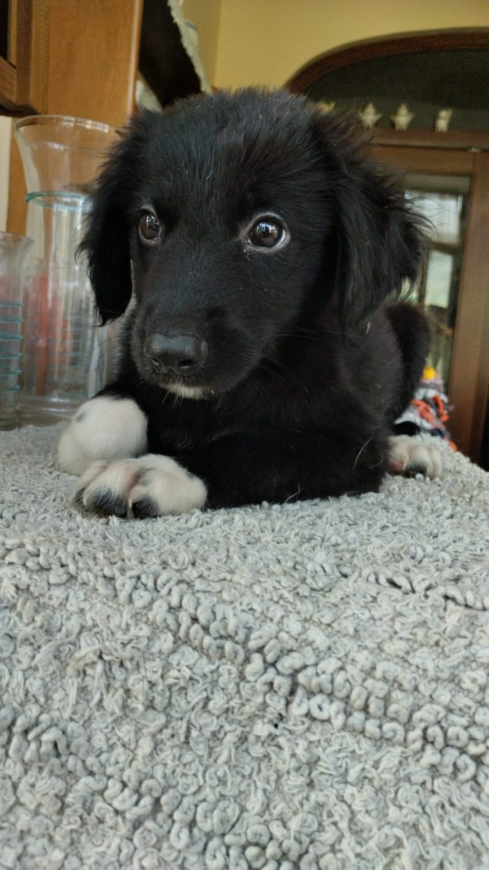 Dior splendida dolce cucciolina cerca casa