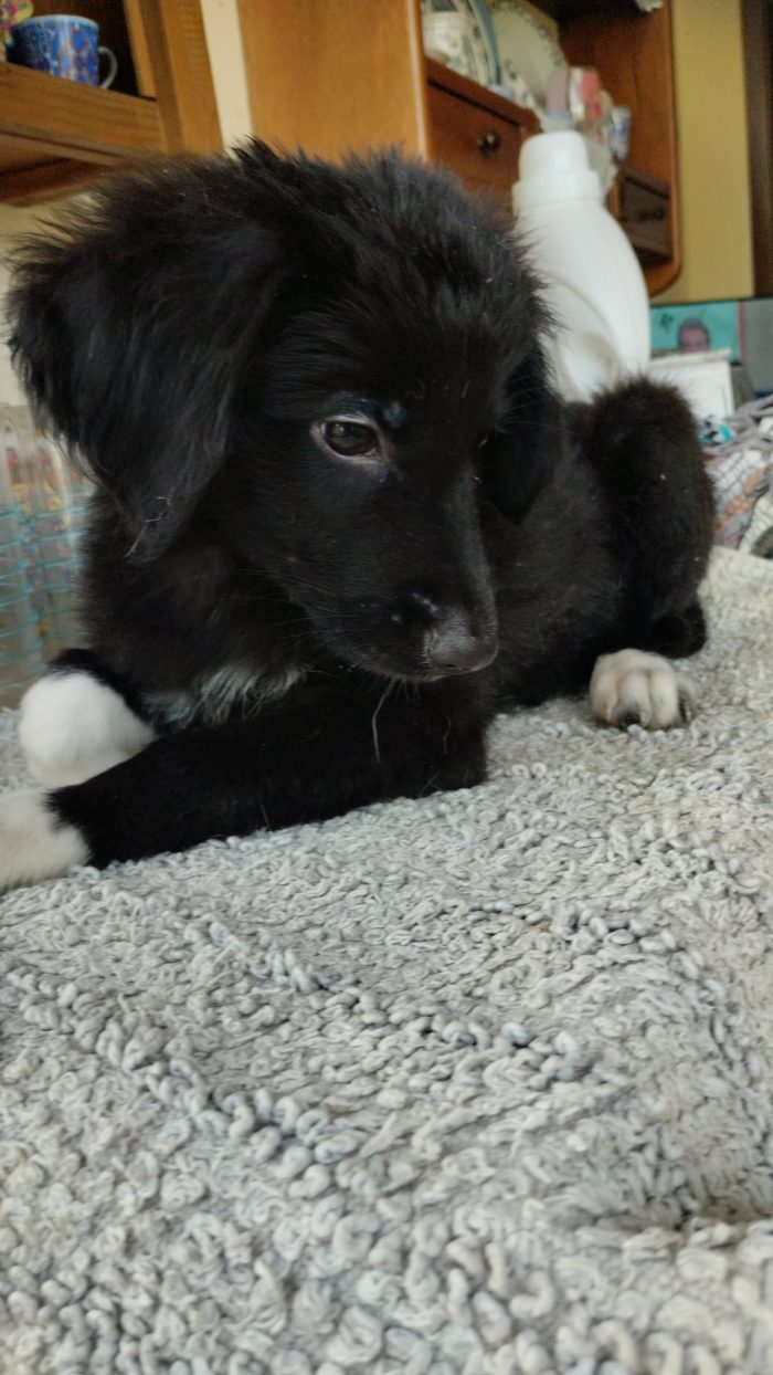 Dior splendida dolce cucciolina cerca casa