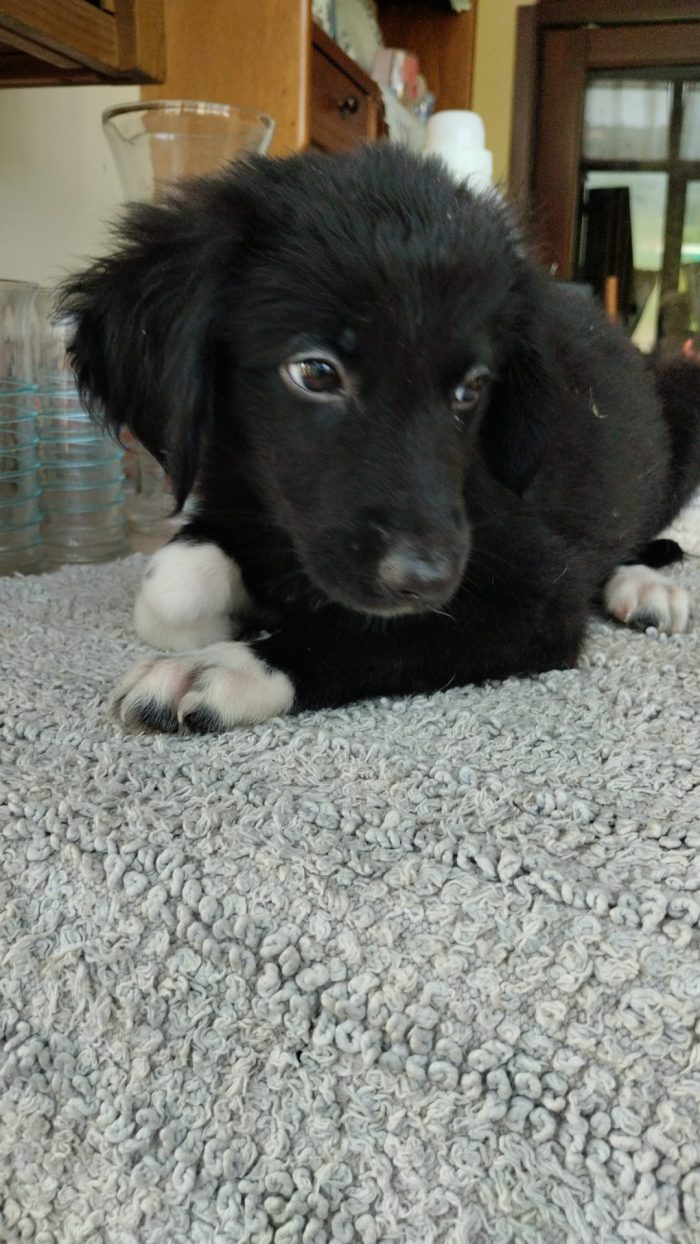 Dior splendida dolce cucciolina cerca casa - media 4
