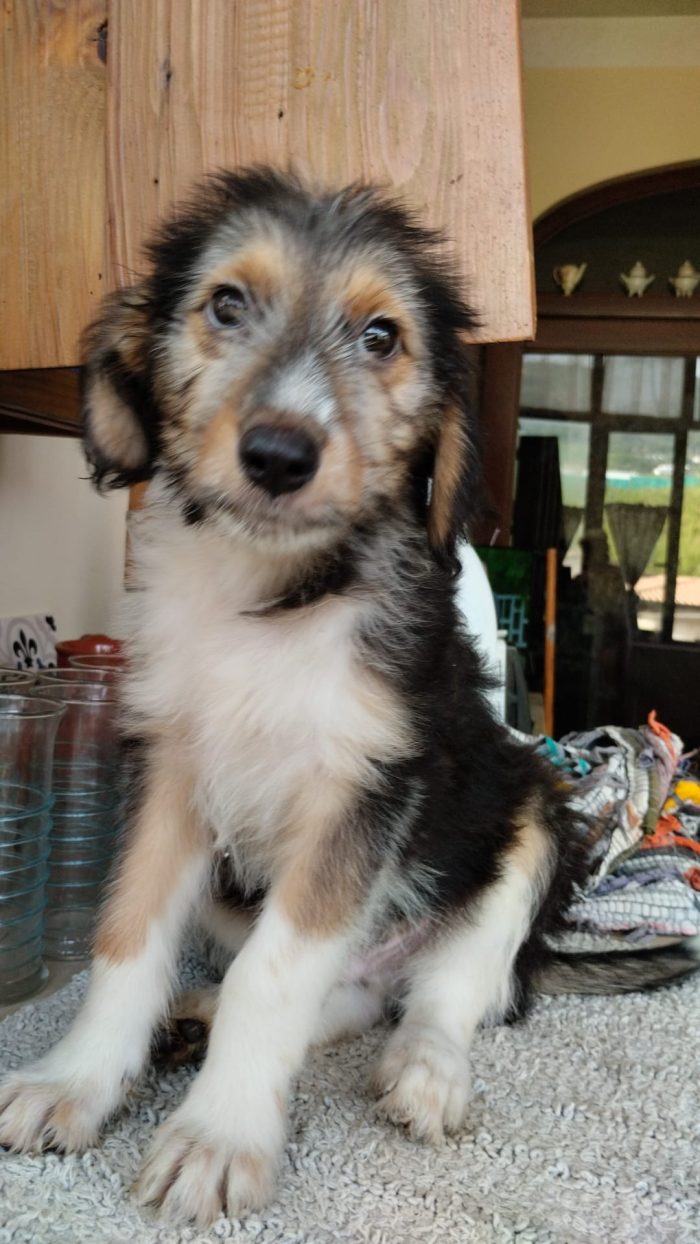 Noel meraviglioso cucciolino cerca casa