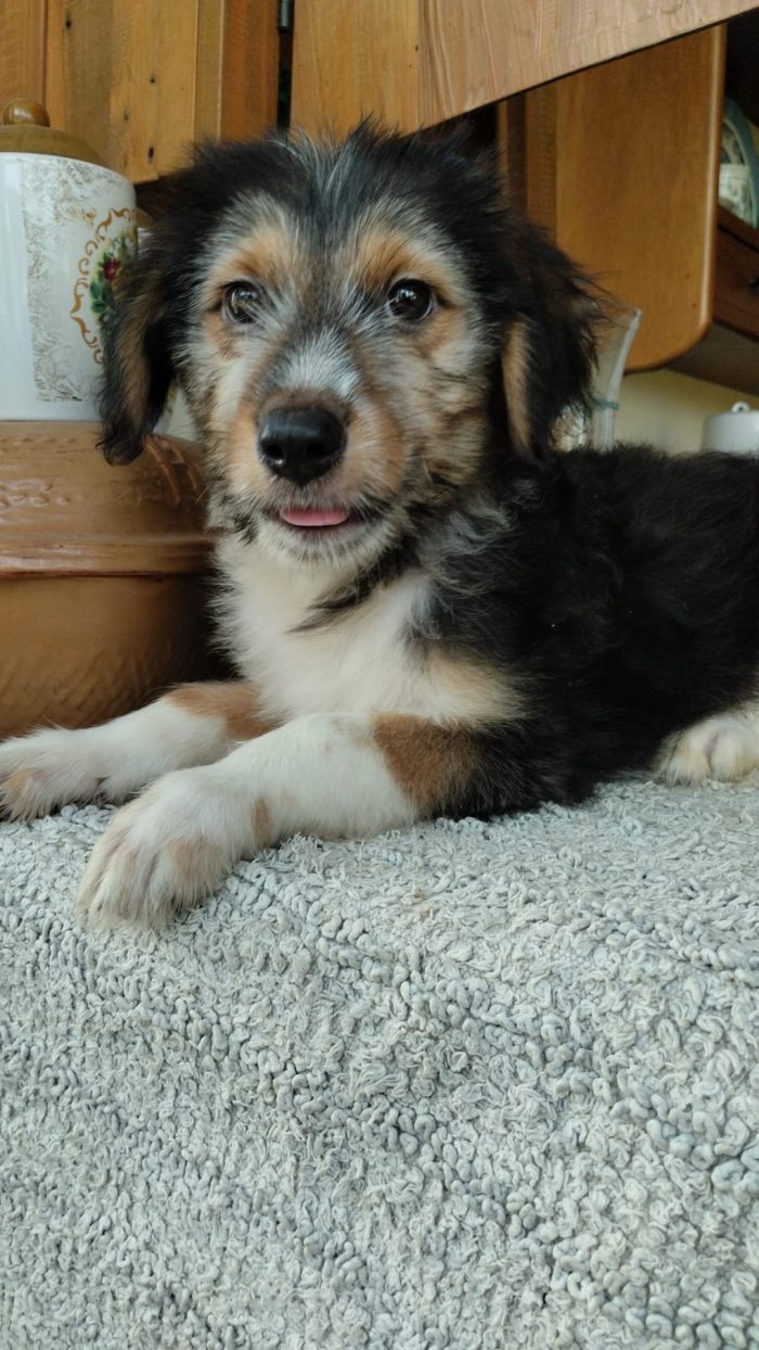 Noel meraviglioso cucciolino cerca casa