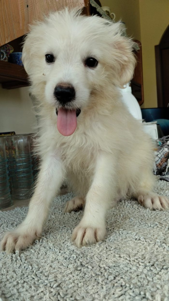 Romeo soffice dolce cucciolo
