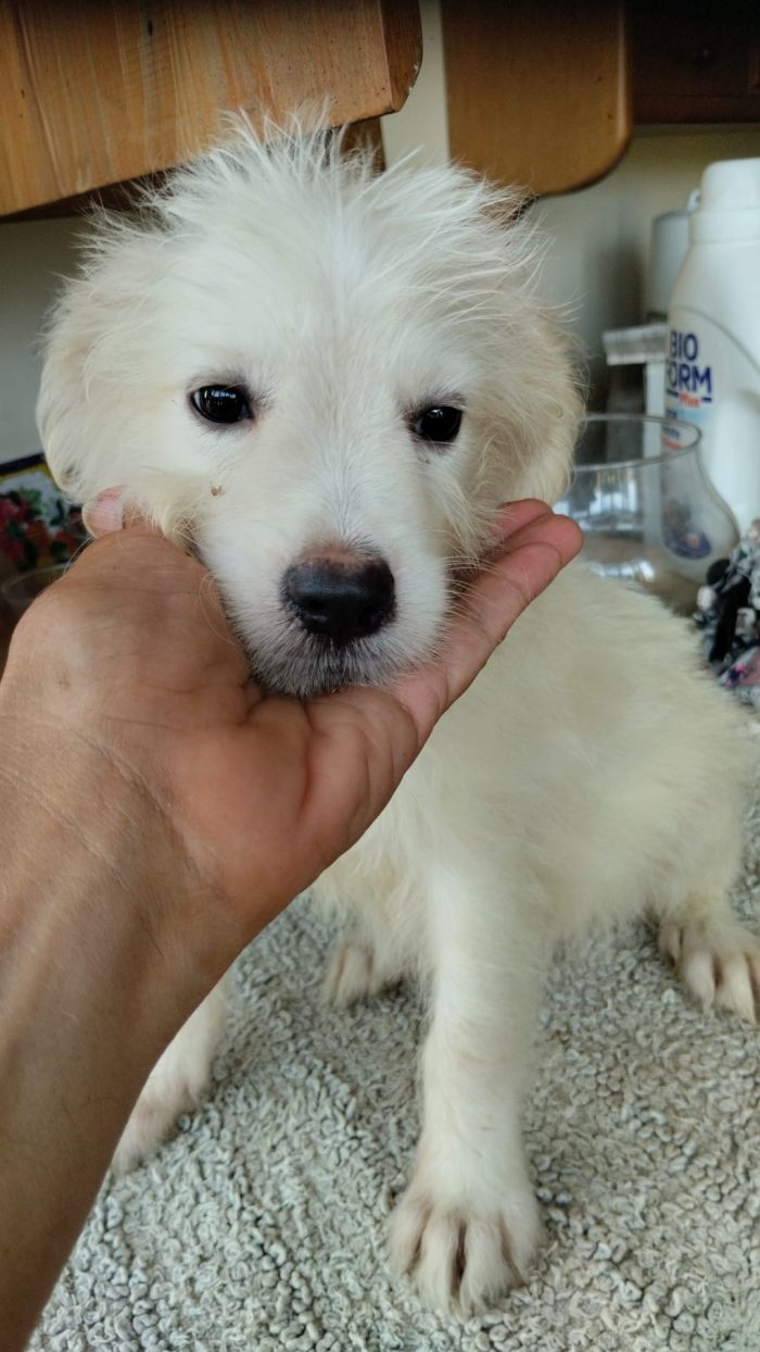 Romeo soffice dolce cucciolo