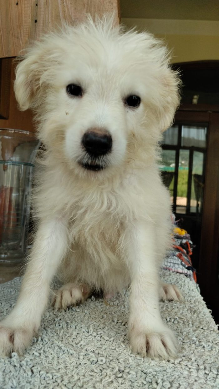 Romeo soffice dolce cucciolo