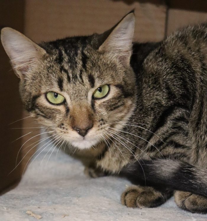 Mimì cucciolina trovata in un'auto abbandonata