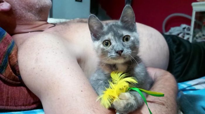 ZELDA, tenera gattina da adottare!