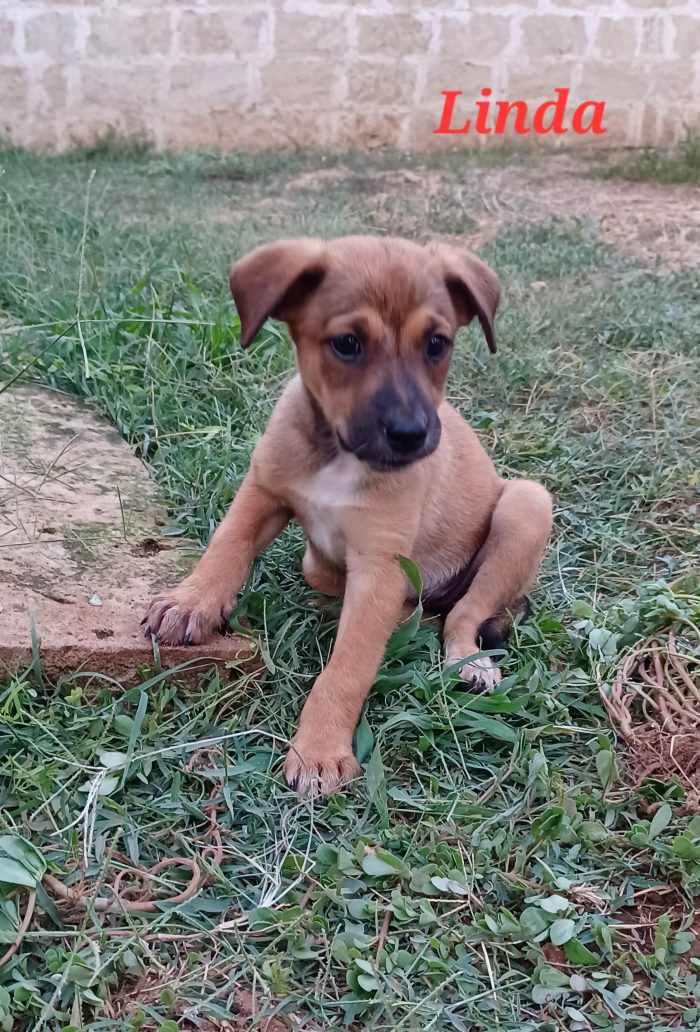 Meraviglie pelose, cuccioli in cerca di adozione