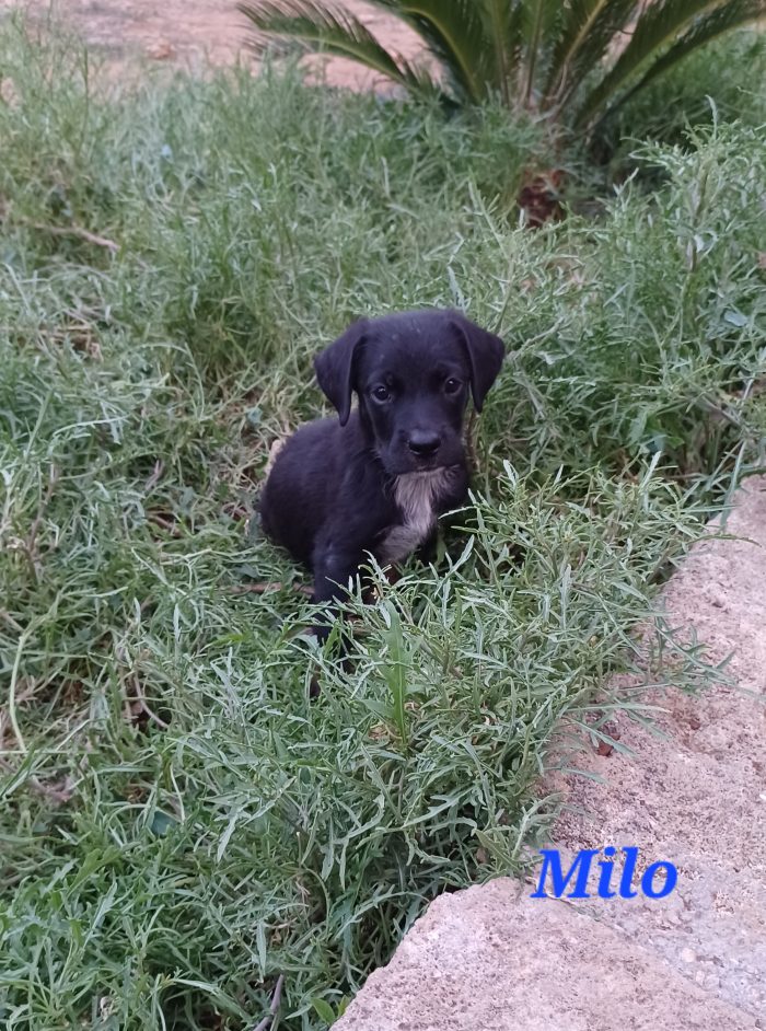 Meraviglie pelose, cuccioli in cerca di adozione
