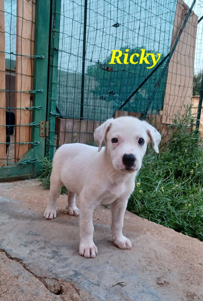 Meraviglie pelose, cuccioli in cerca di adozione - media 5