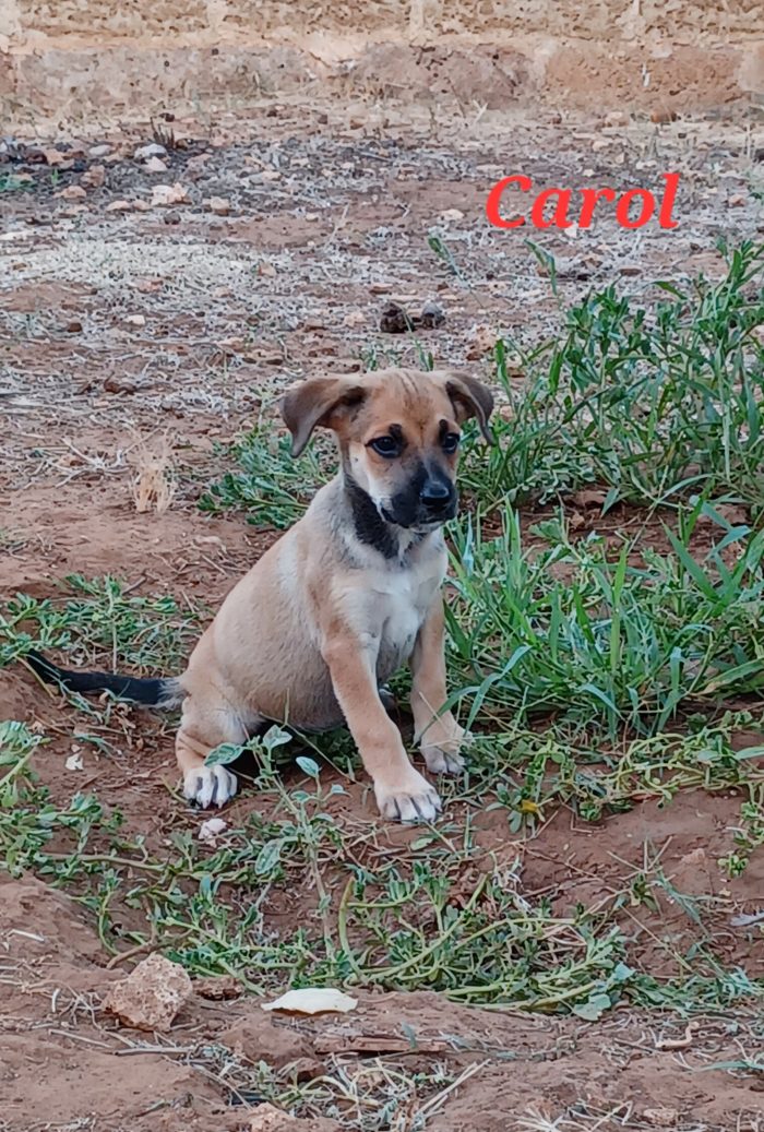 Meraviglie pelose, cuccioli in cerca di adozione - media 4