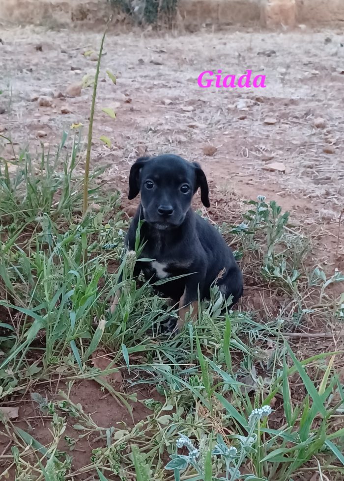 Meraviglie pelose, cuccioli in cerca di adozione - media 7