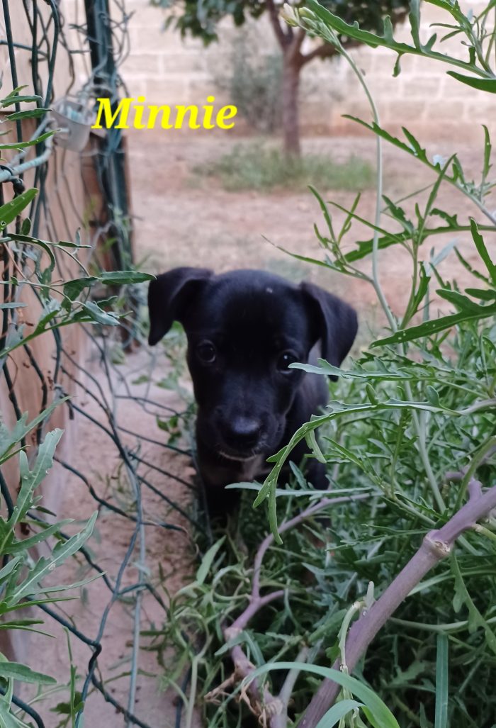 Meraviglie pelose, cuccioli in cerca di adozione - media 6
