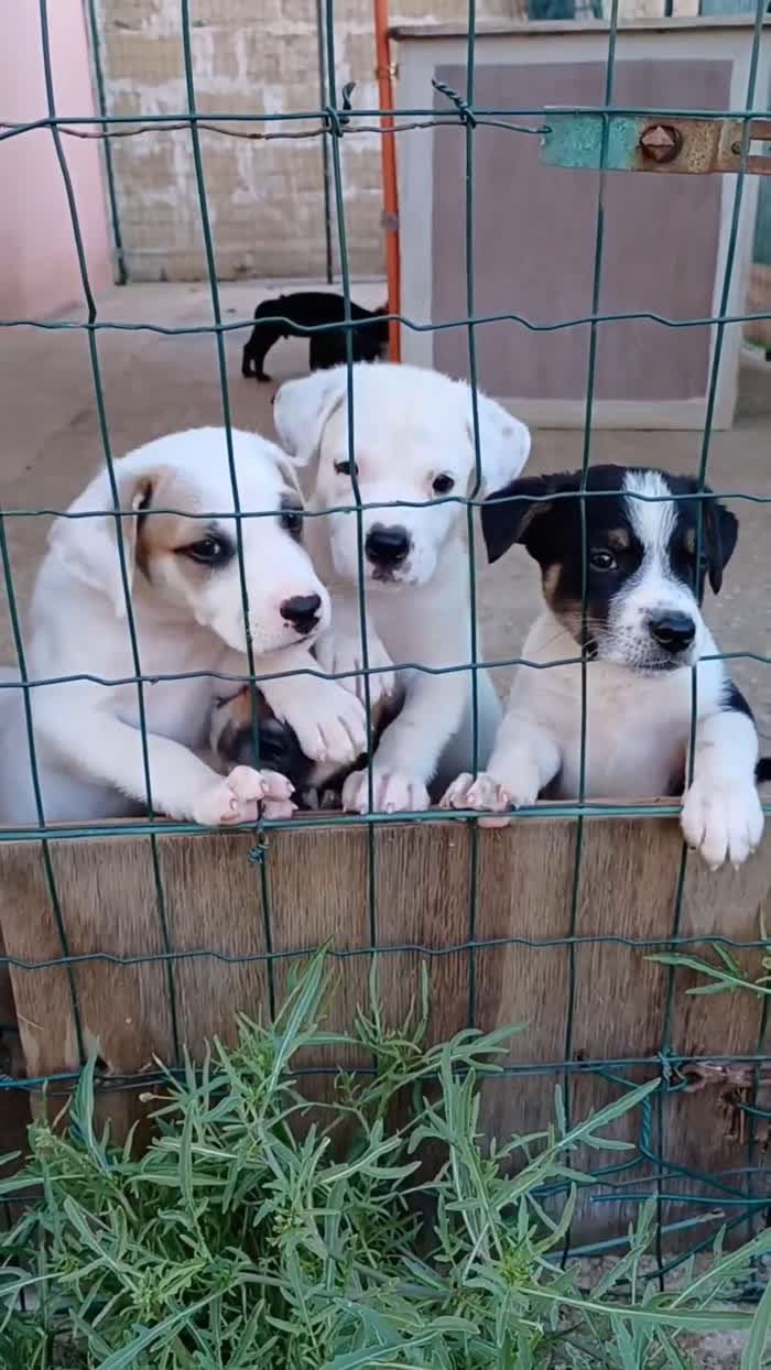 Meraviglie pelose, cuccioli in cerca di adozione - media 8