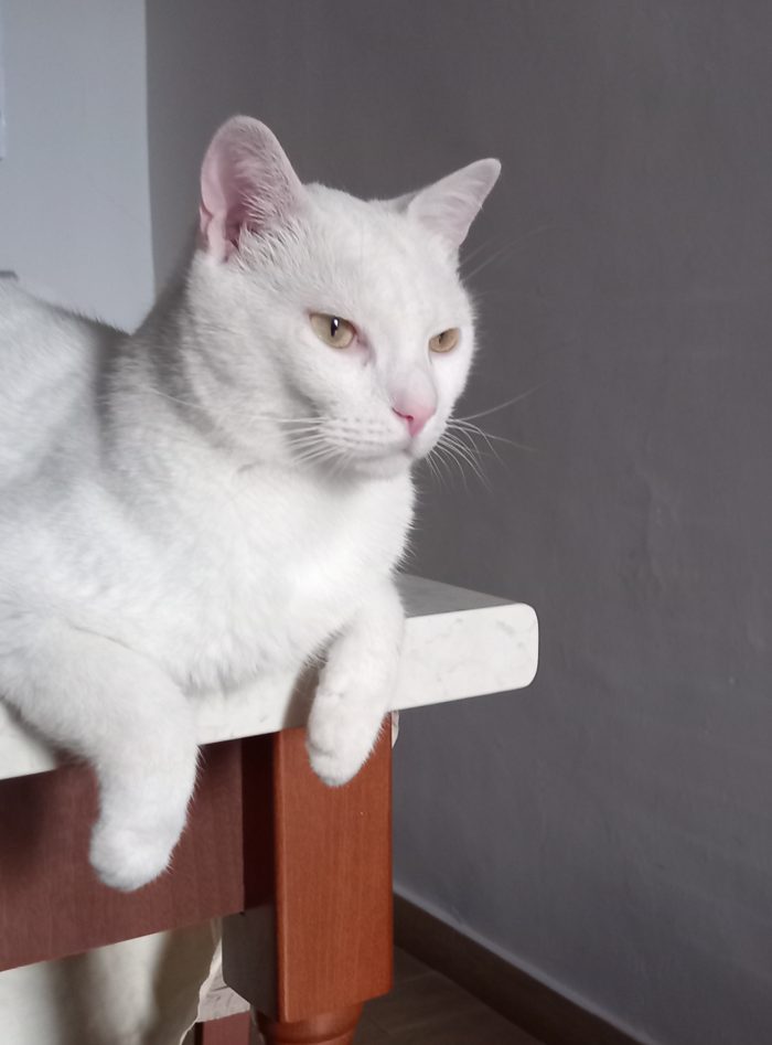 Bianchino è un gatto speciale è sordo ma affettuoso e dolce è cresciuto in appartamento. Annuncio rivolto a persone realmente amante degli animali