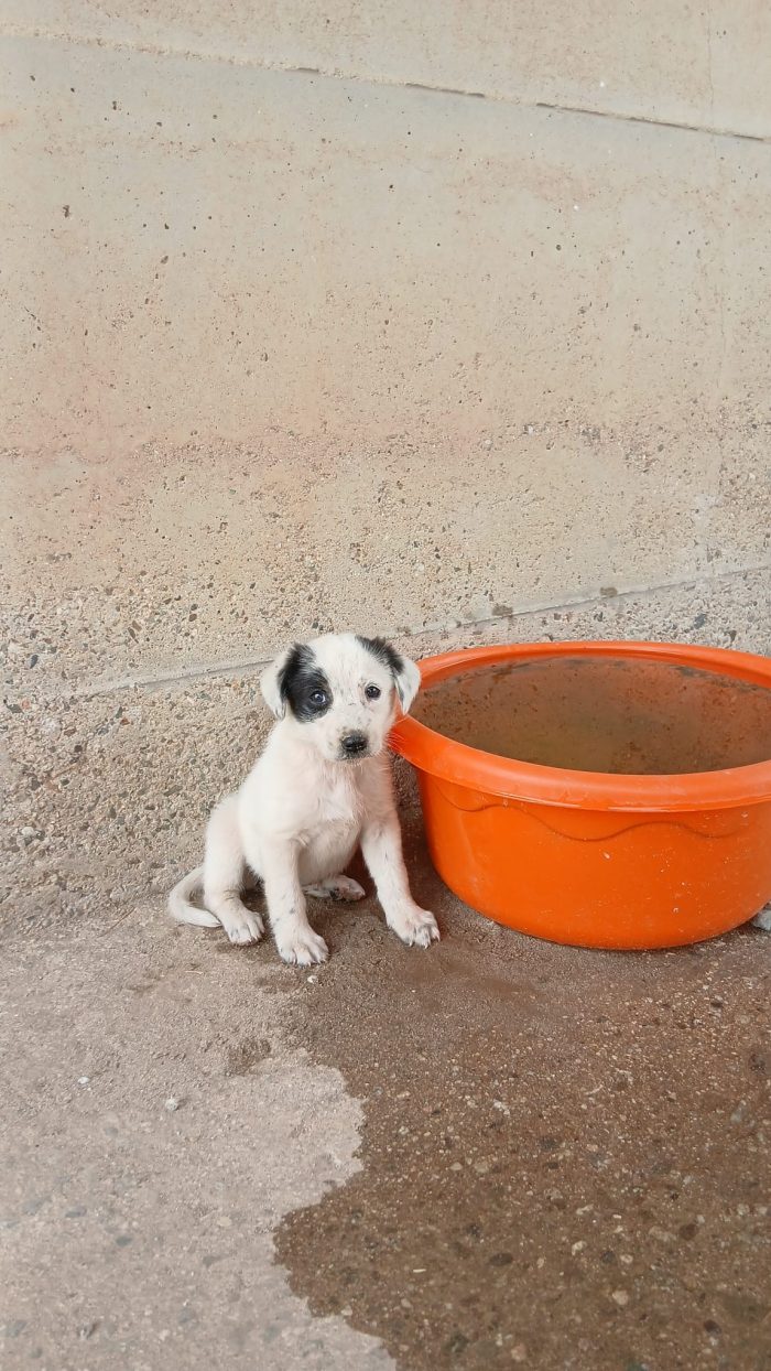 Mimi una bambolina di cucciola