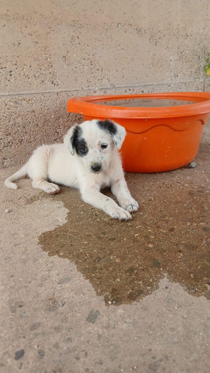 Mimi una bambolina di cucciola