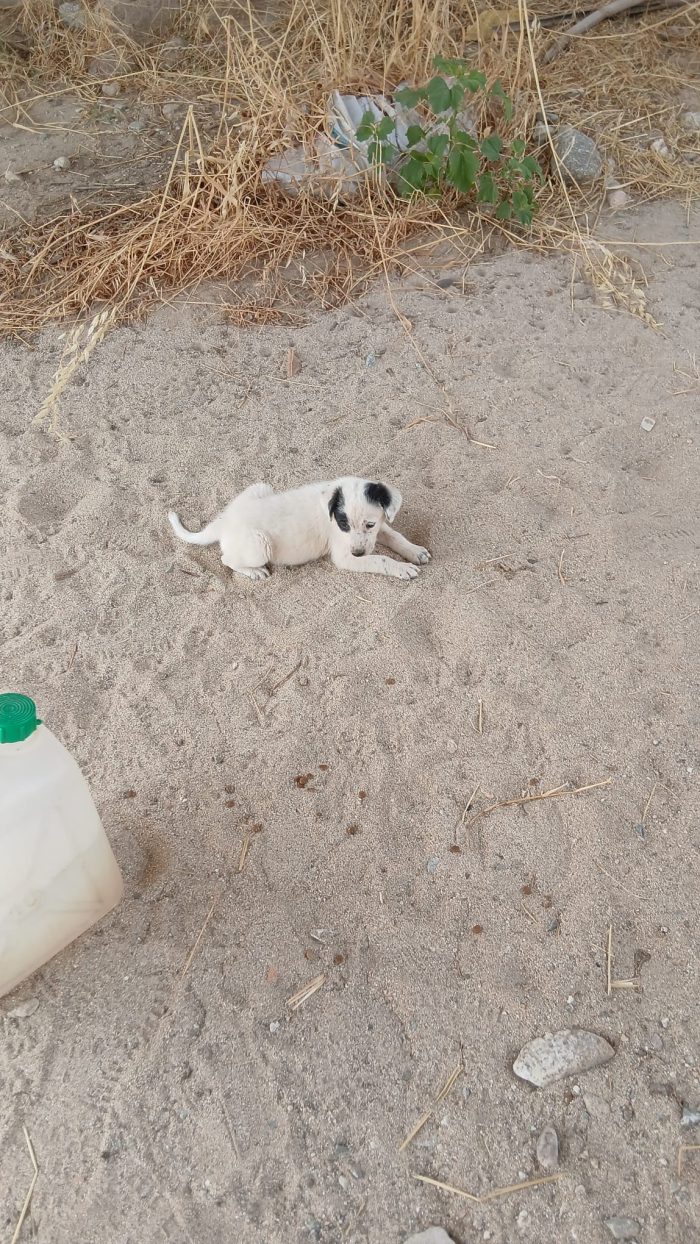 Mimi una bambolina di cucciola - media 4