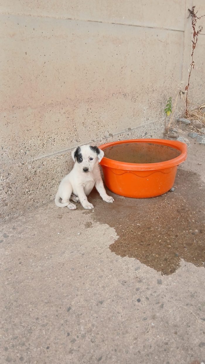 Mimi una bambolina di cucciola